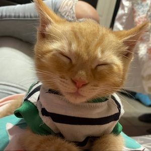 Meet your Posher, Abelina